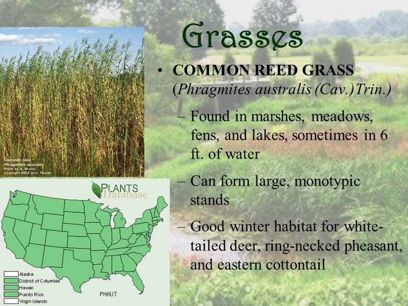 Grasses COMMON REED GRASS (Phragmites australis (Cav.)Trin.) Found in marshes, meadows, fens, and lakes,